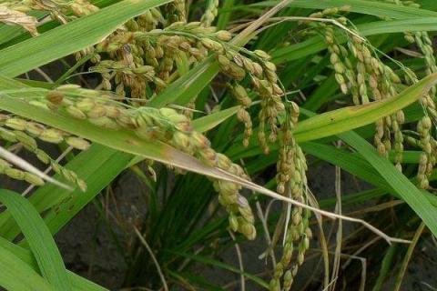 水稻氮肥过多如何补救 处理方法有哪些