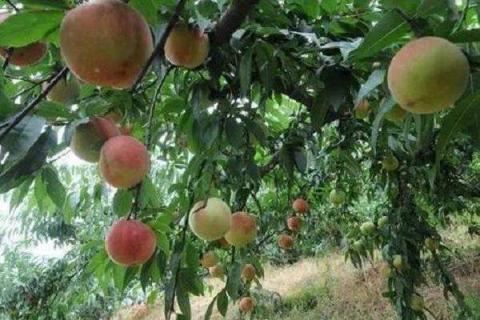 桃树施壮果肥最佳时间 施肥方法有哪些