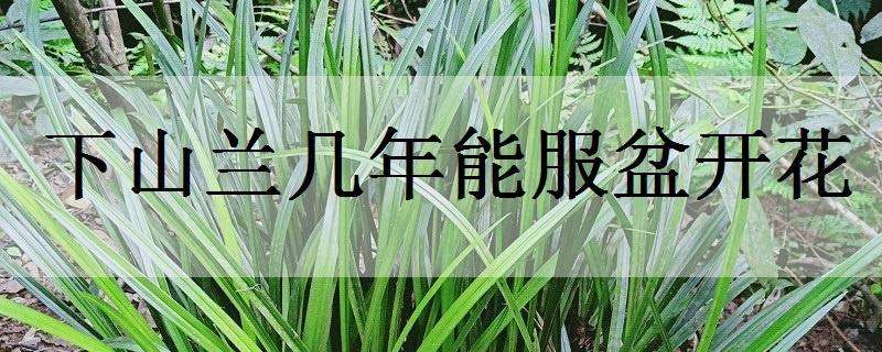 下山兰几年能服盆开花