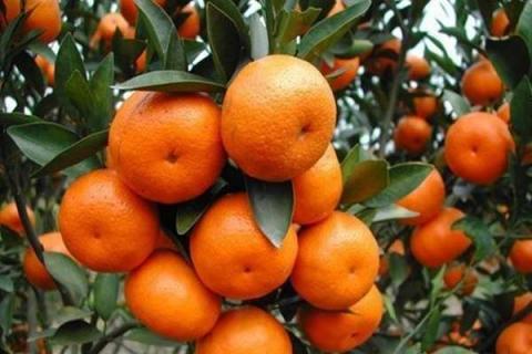 柑橘膨果肥什么时候施 施肥技巧有哪些