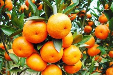 柑橘叶子发白怎么治疗
