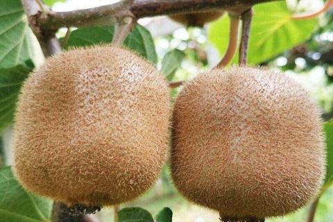 猕猴桃用什么肥料果实更甜 如何合理施肥
