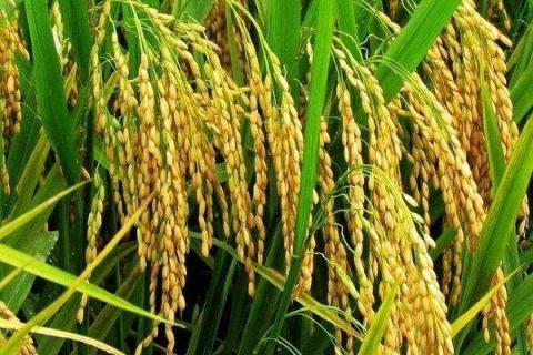 水稻打矮壮素最佳时间 水稻打矮壮素影响孕穗吗