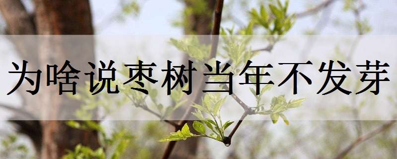 为啥说枣树当年不发芽 新种的枣树不发芽