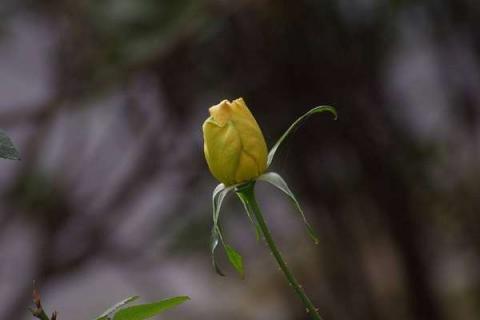 月季花花骨朵蔫了怎么办 月季花花骨朵蔫了怎么办视频