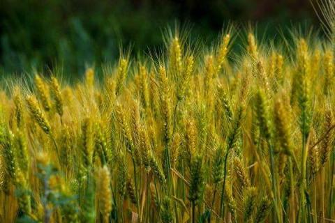 麦子各个阶段施什么肥料好 施肥注意事项