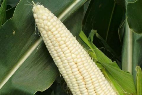 玉米专用复合肥什么含量的好