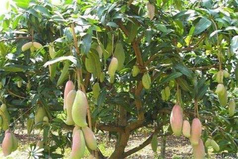 芒果树多久施肥一次 最佳施肥时间是几月份
