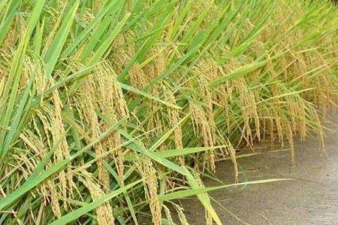 水稻一亩地用多少肥 水稻一亩地用多少肥料合适