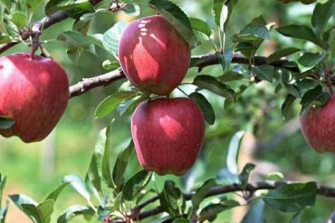 苹果树秋肥该什么时候施 苹果树秋肥该什么时候施合适