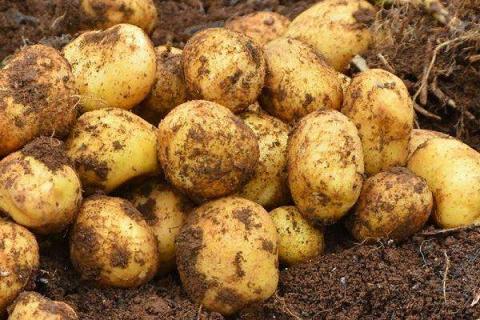 土豆能使用含氯肥料吗 注意事项有哪些