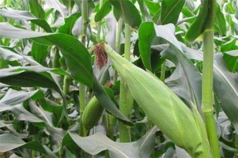 玉米撒完复合肥后持续下雨怎么办