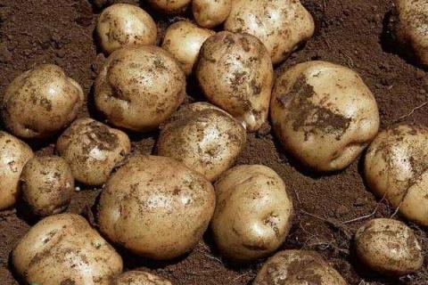 想要土豆高产该如何施肥 使用什么肥料好