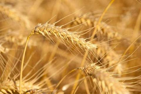 小麦追肥用复合肥好还是尿素好