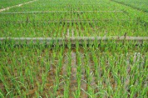 水稻施肥过多会导致什么现象（水稻施氮肥的原因）