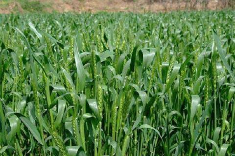 小麦的施肥科学方法 如何施肥才能增产