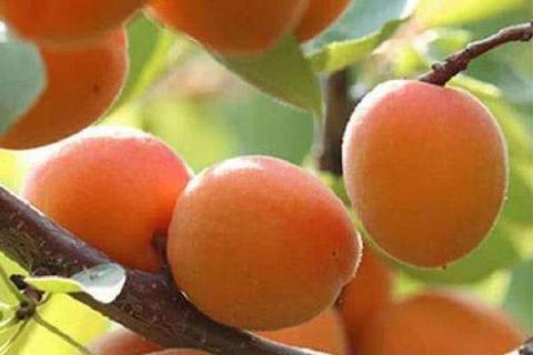 杏树摘果后应该如何施肥 采摘后施肥技巧
