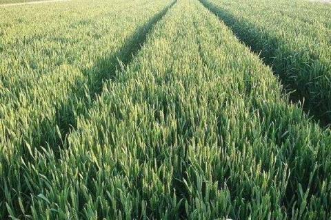 小麦的施肥科学方法 如何施肥才能增产