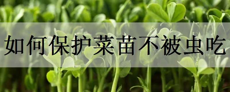 如何保护菜苗不被虫吃