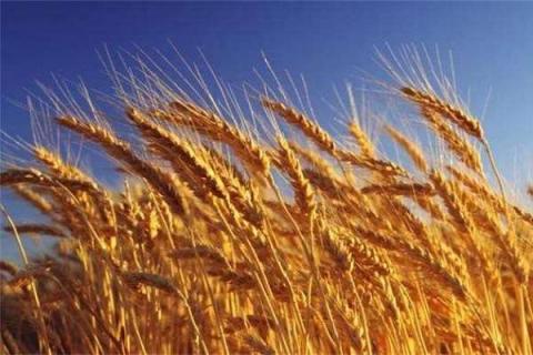 小麦追肥用复合肥好还是尿素好