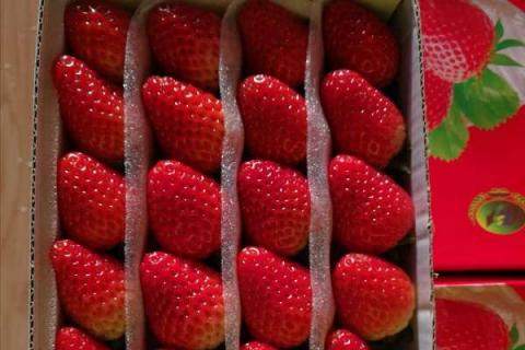 草莓开花结果的时候需要施肥吗 草莓开花结果的时候需要施肥吗视频