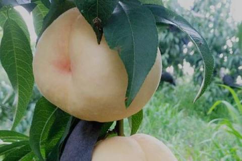 桃树用什么肥料桃子甜 桃树现在用什么肥料做追肥好
