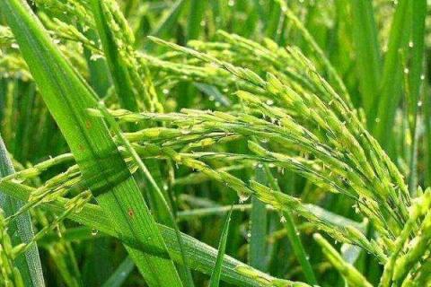如何让水稻快速分蘖 水稻在分蘖的时候用什么肥