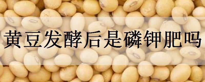 黄豆发酵后是磷钾肥吗 黄豆发酵后属于什么氮肥还是钾肥
