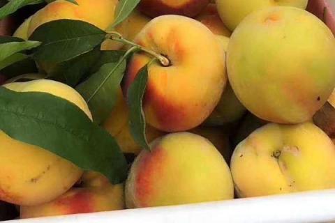 桃树的生长的四个过程 如何合理养护管理