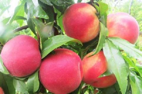 桃树施什么肥料桃子甜 如何施肥效果好