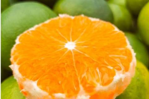 柑橘蚧壳虫可用的农药 用什么药最有效