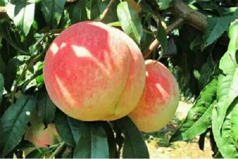 桃树扦插快速繁育方法 注意事项有哪些