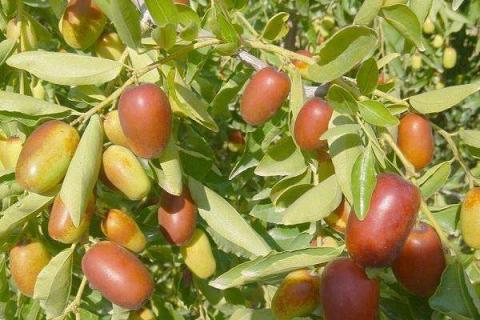 枣树食心虫的防治时间 枣树钻心虫特效药