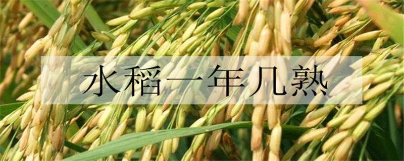 水稻一年几熟
