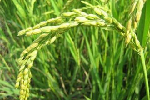 金粳818对下年水稻有影响吗（金粳818稻种）