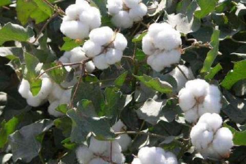 棉花中后期用什么肥料好 可以施加复合肥吗