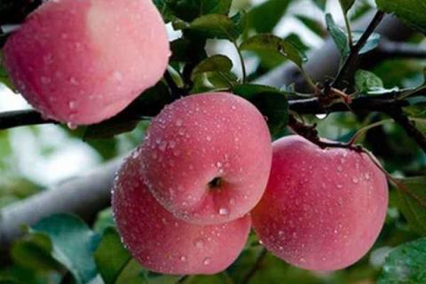 苹果膨大肥施什么肥料 用什么有利于膨果