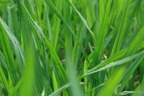 水稻二化螟三化螟防治方法有哪些
