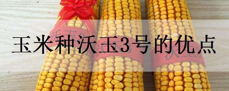 玉米种沃玉3号的优点 沃玉3号玉米种的特征特性