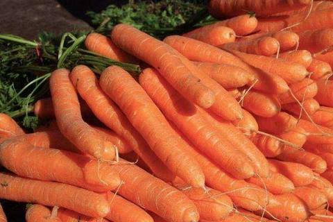 胡萝卜最晚种植时间 胡萝卜最晚种植时间是几月
