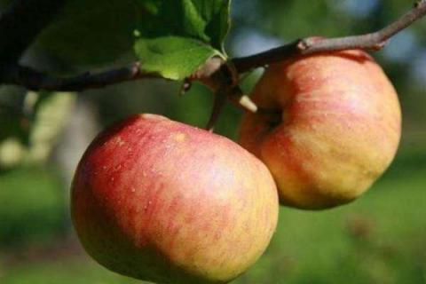 丙环唑在苹果树上的使用方法