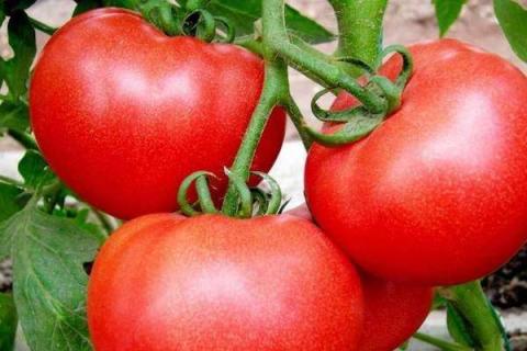 西红柿膨果喷打芸苔素好吗 有哪些作用