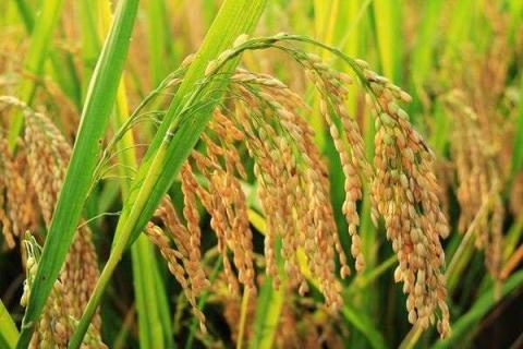 水稻变大米需要几个步骤 要不要晾晒