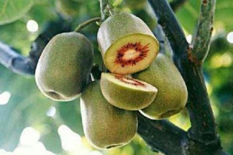 中国最好吃的猕猴桃排名 哪些品种口感好