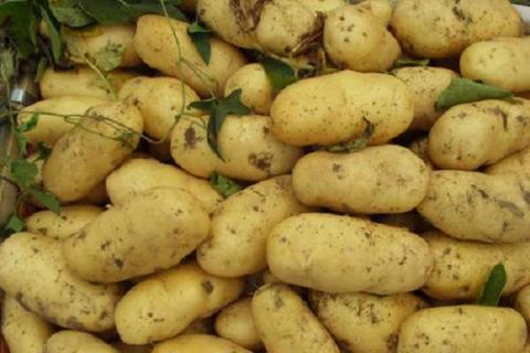 秋土豆种植时间与技术 如何种才能高产