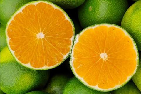 柑橘蚧壳虫可用的农药 用什么药最有效