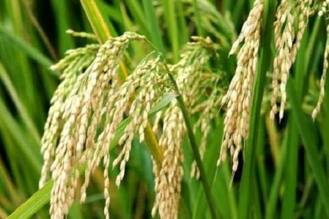 水稻稻瘟病症状特点 防治措施有哪些