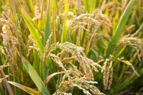 水稻僵苗的原因及解决方法（水稻僵苗是什么原因引起的?）