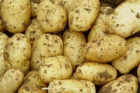 秋土豆种植时间与技术 如何种才能高产