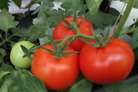 目前最好吃的小番茄是啥品种 哪些最受欢迎